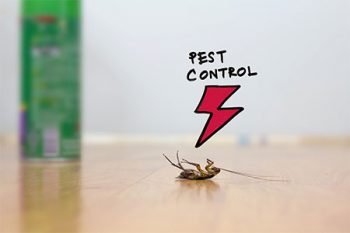 Cockroach Control Glendale AZ