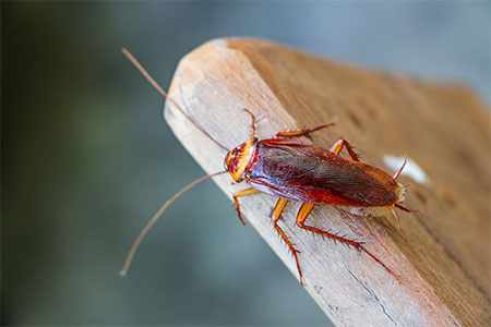 Cockroach Exterminator Avondale