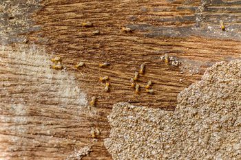 Home Termite Inspection Scottsdale