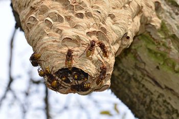 Hornets Nest Removal in Glendale AZ