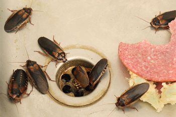 How To Get Rid Of Cockroaches Litchfield Park