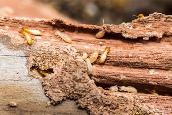 How To Get Rid Of Termites Goodyear