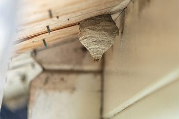 How To Get Rid Of Wasp Nest Litchfield Park