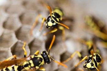 How To Get Rid Of Wasps in Chandler