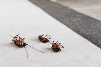 How To Kill Roaches Mesa