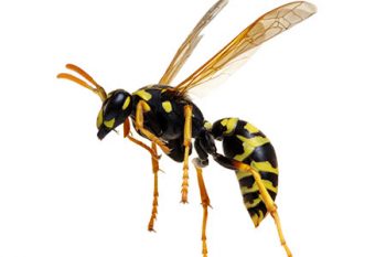 How To Kills Wasps Scottsdale