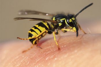 How to Get Rid Of Yellow Jackets in Goodyear