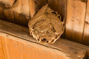 Paper Wasp Nest Removal in Mesa