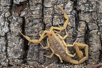 Pest Control Scorpions Scottsdale
