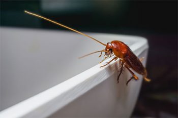 Roach Control Buckeye