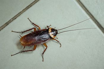 Roach Extermination Process Glendale AZ
