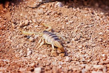 Scorpion Control Buckeye