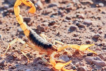 Scorpion Control Glendale AZ