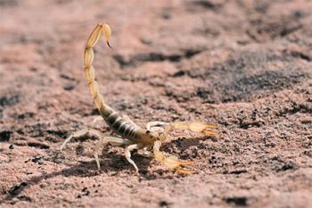 Scorpion Control Goodyear