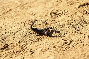 Scorpion Control Litchfield Park