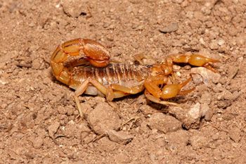 Scorpion Control Mesa