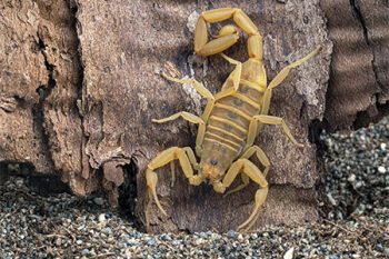 Scorpion Control Near Me Chandler