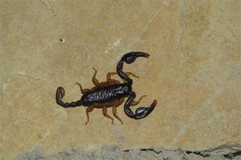 Scorpion Control Phoenix Scorpion Control Phoenix