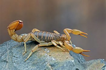 Scorpion Control Scottsdale Scorpion Control Scottsdale