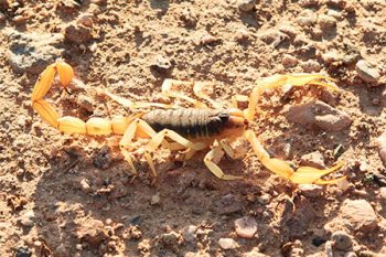 Scorpion Exterminator in Glendale AZ