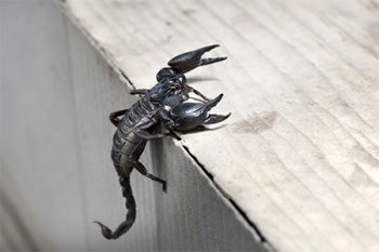 Scorpion Pest Control Phoenix