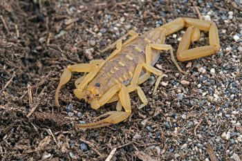 Scorpion Removal in Buckeye
