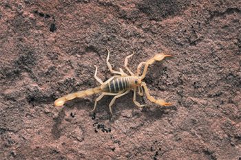 Scorpion Treatment in Goodyear