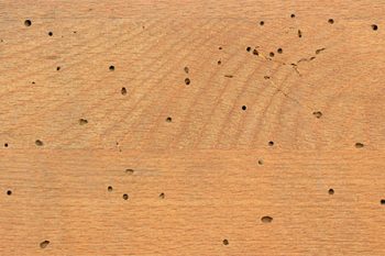 Termite Control Litchfield Park
