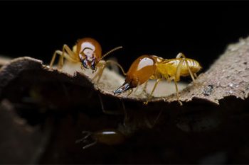 Termite Damage Mesa
