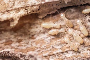 Termite Inspection Avondale