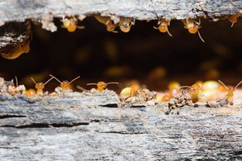 Termite Treatment Phoenix