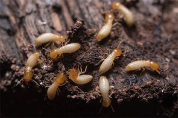 What Do Termites Look Like Glendale AZ