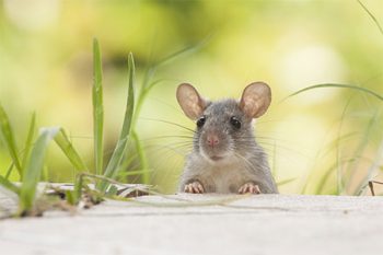 Get Rid Of Mice Scottsdale