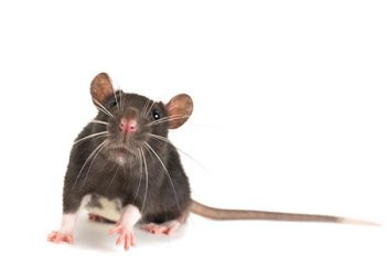 How To Get Rid Of Rats Glendale AZ