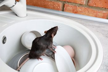 Mouse Exterminator Litchfield Park