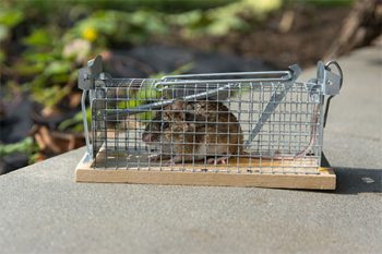 Pest Control Near Me Scottsdale