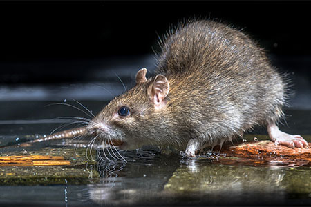 Rodent Control Phoenix AZ | Anteater Exterminating Inc.