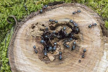 How To Get Rid Of Carpenter Ants Buckeye