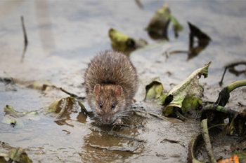 Rat Exterminator Near Me Litchfield Park