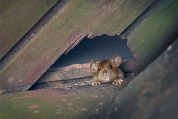 Roof Rat Control Litchfield Park