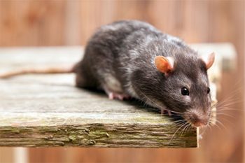 How To Get Rid Of Rats Humanely: No-Kill Solutions To Rodent Problems