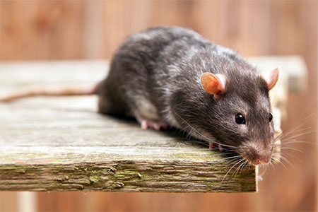 Rat Control And Removal: What You Need To Know