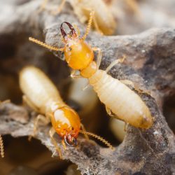 Exterminator Phoenix