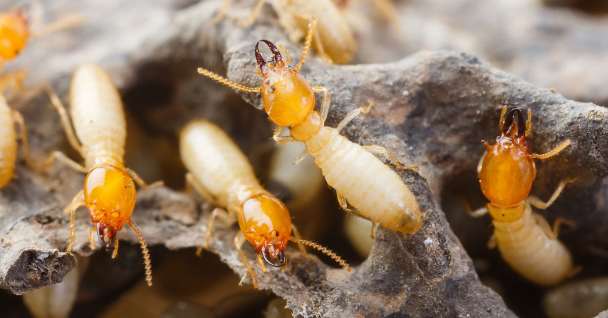 Extermination Education: Termite Awareness Week | Anteater Exterminating  Inc.