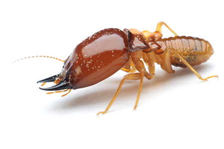 Termite Facts Phoenix