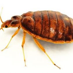 bed bugs text send