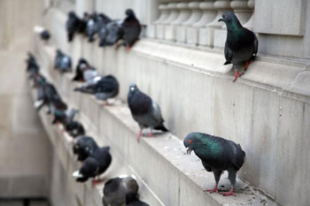 Pigeons