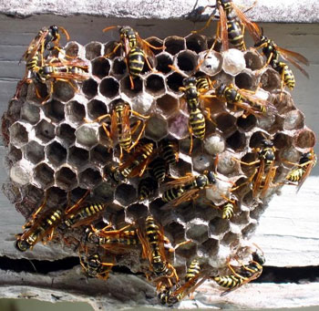 Wasps1