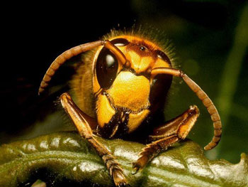 Wasps2