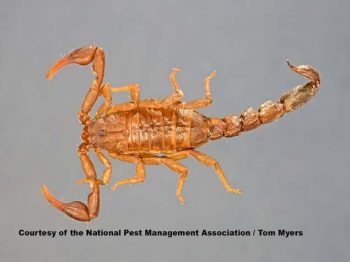 can you call pest control during covid 19